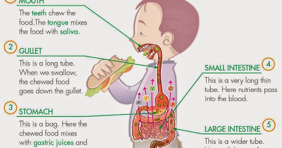 Gummy bears' blog Digestive system