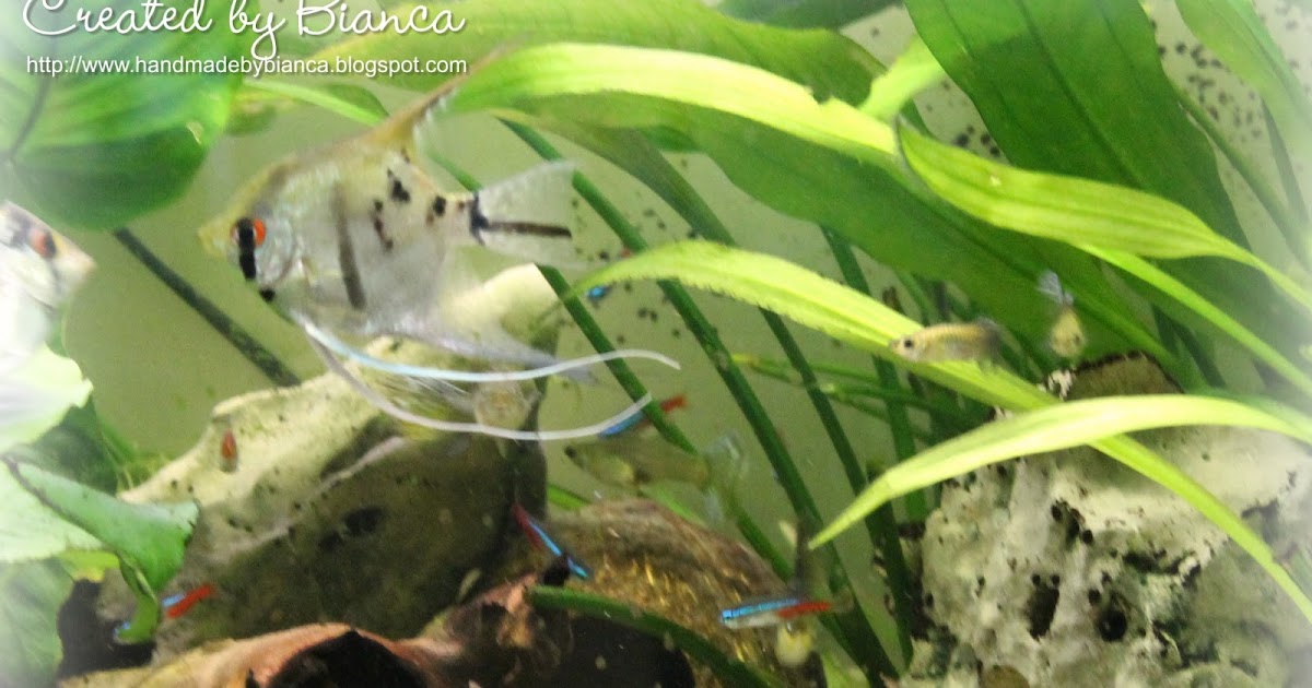 Handmade by Bianca: Ein Kokosnuss Haus für meine Fische selbst