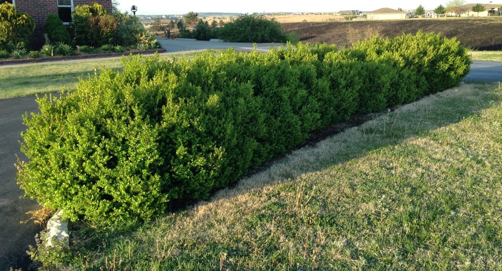Boxwood Dirt Simple