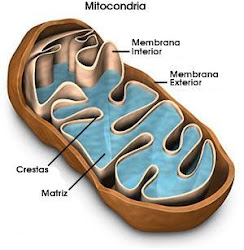 Mitocôndria