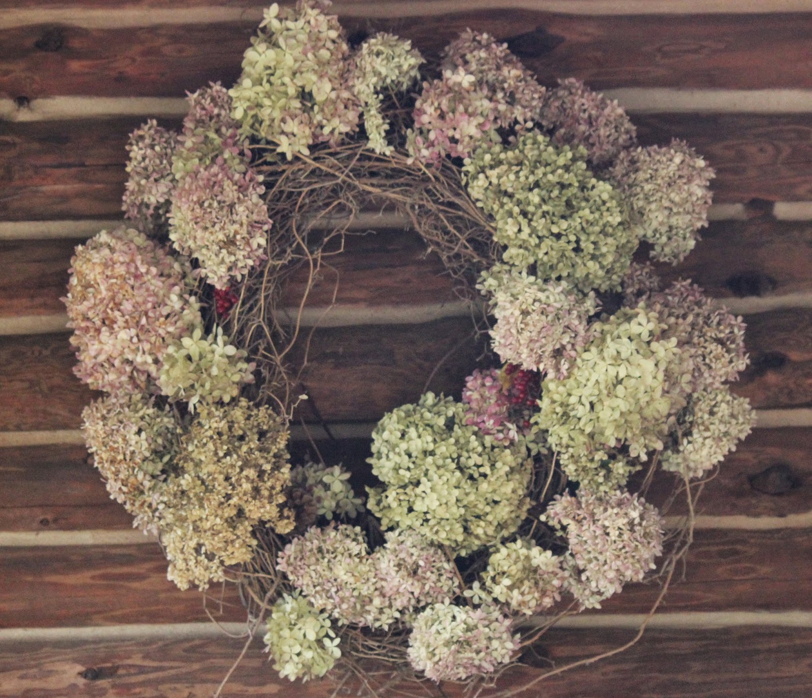 Amazon Com 1 Gallon Limelight Hydrangea Extravagant Large