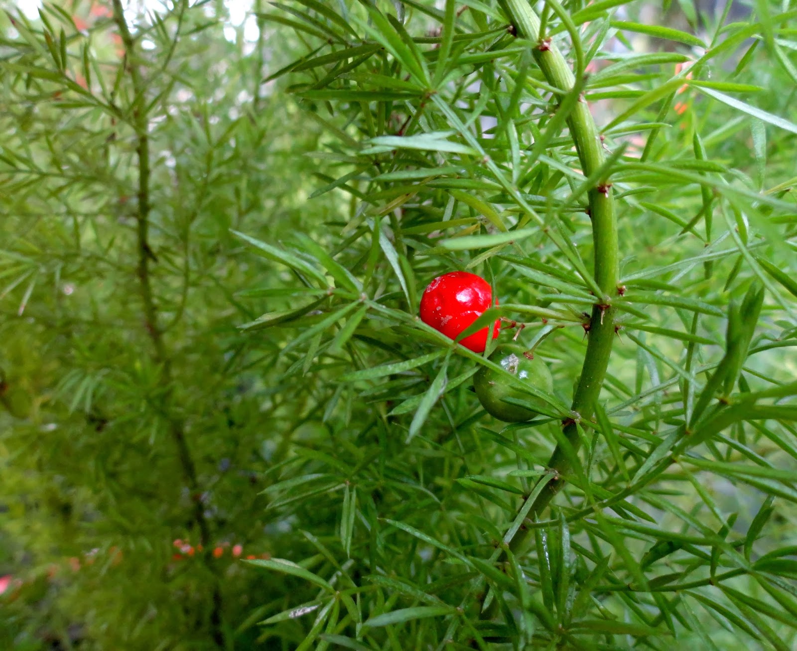 danger garden Asparagus densiflorus 'Meyersii' is my favorite plant