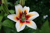 http://commons.wikimedia.org/wiki/File:Lilium_%27Tinos%27.jpg