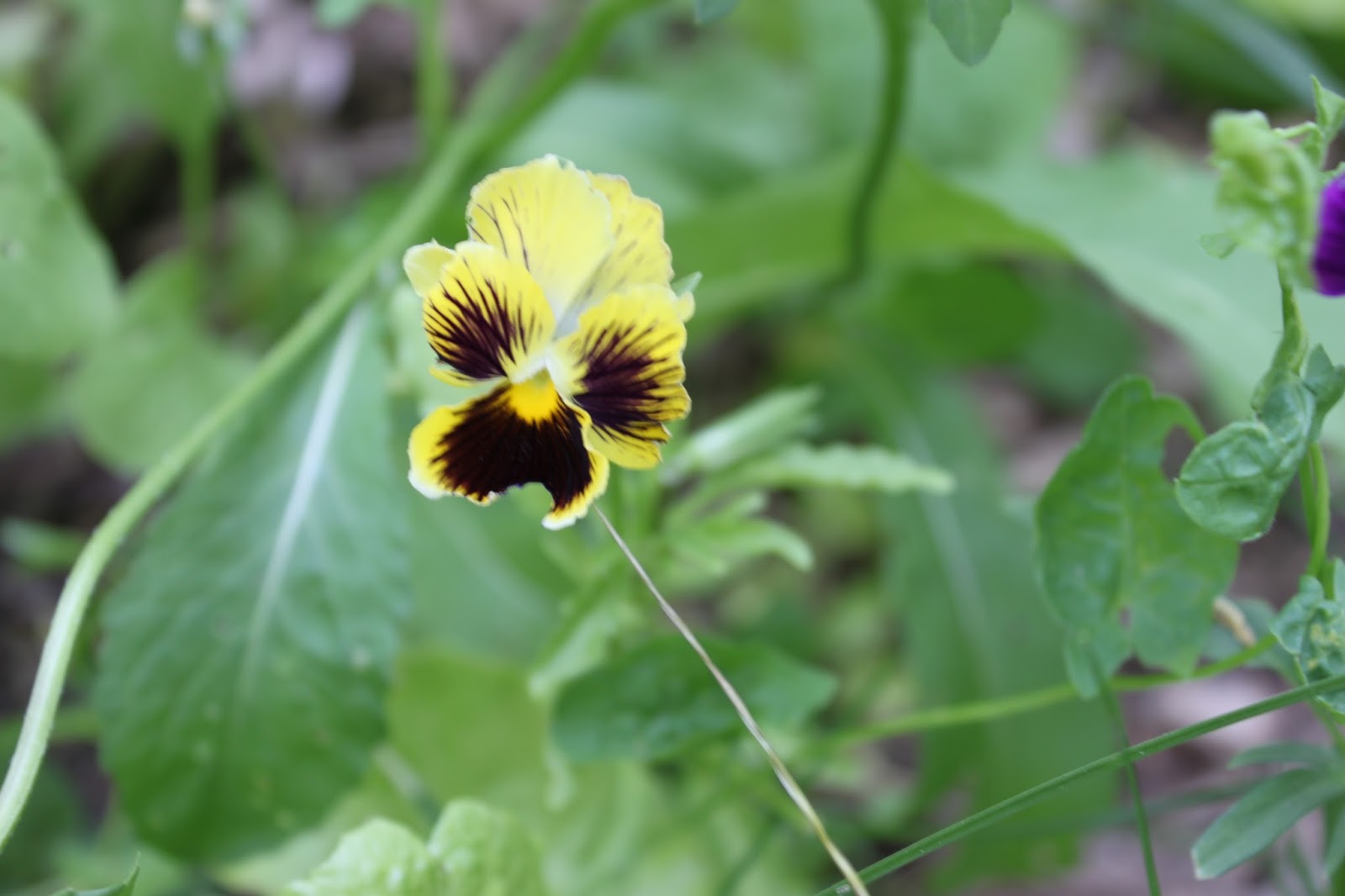 Simpson Eco Farms Edible Flowers ( Pansy's + Johny jump ups + viola