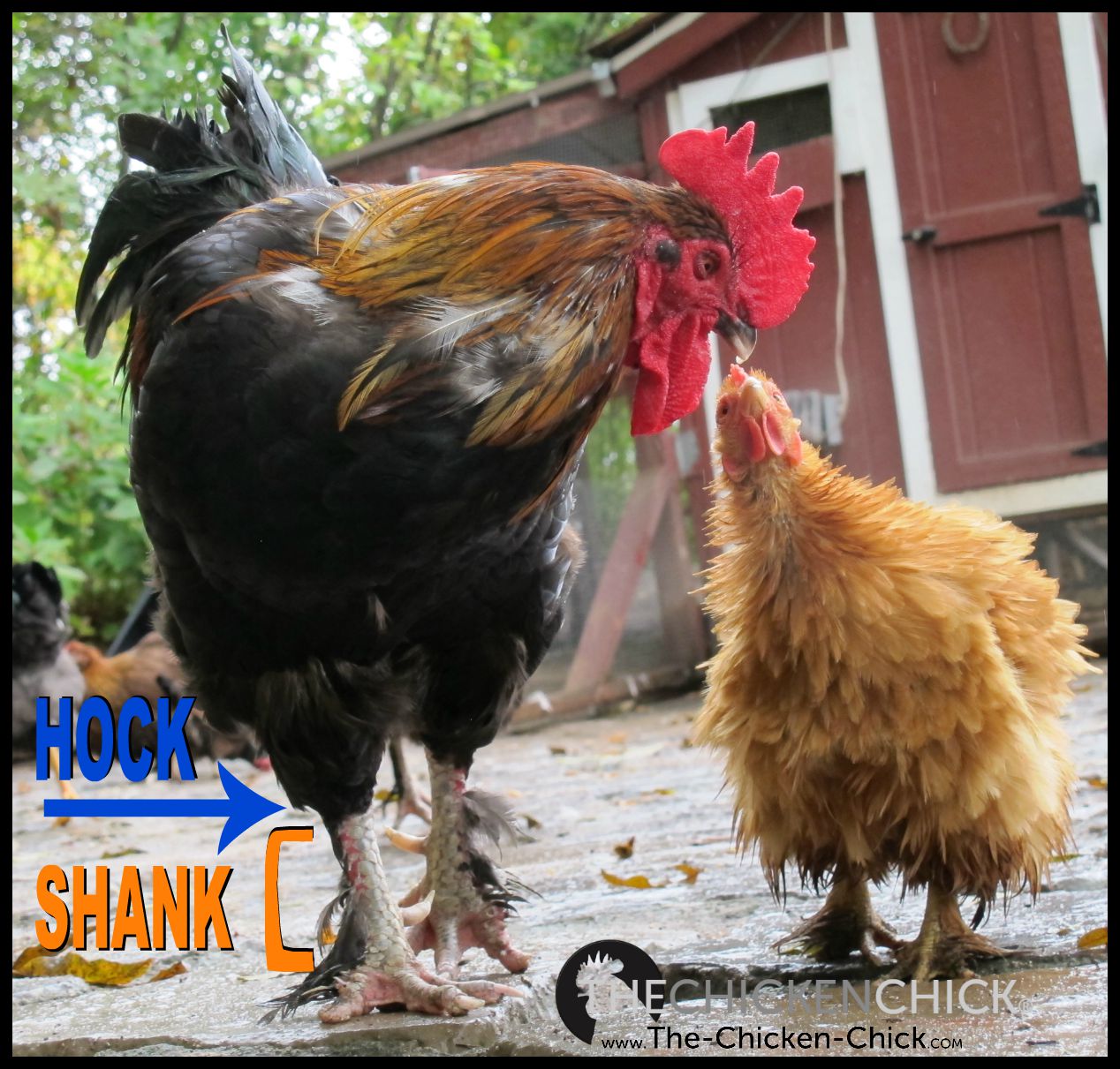 The Chicken Chick® Illustrated Glossary of Essential Chicken Terms