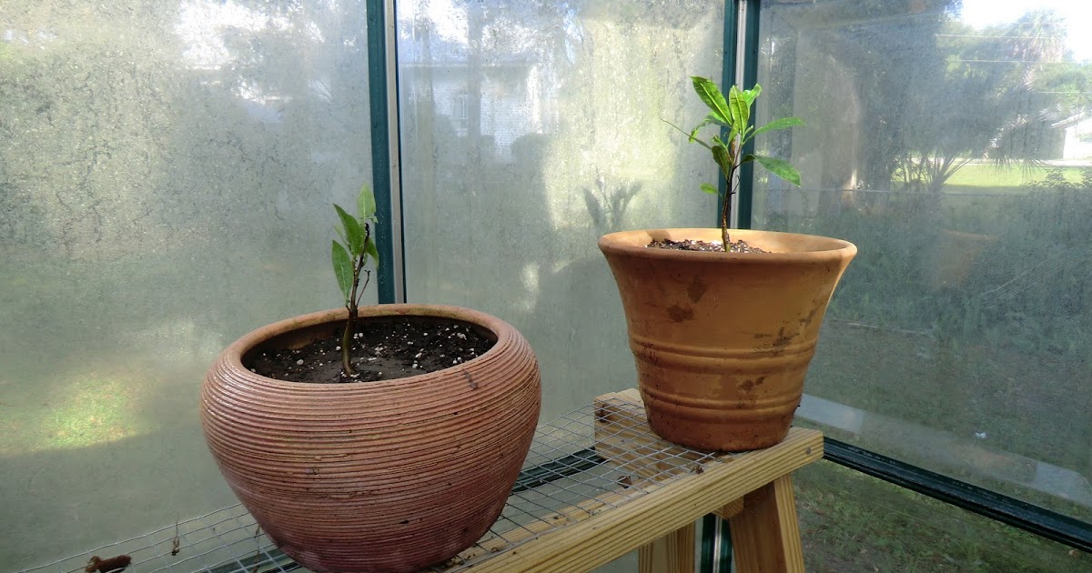 Florida Gardening Zone 9 Cashew Tree Seedlings
