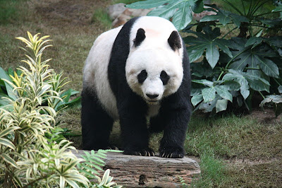 GiantPanda