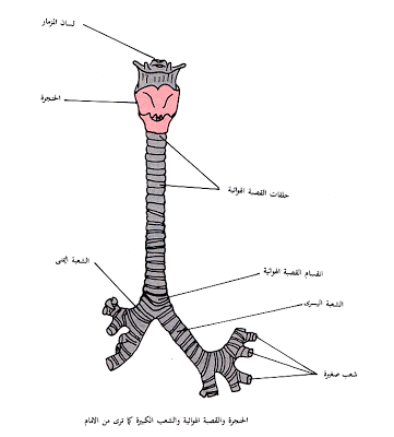العلوم للصف الرابع الابتدائي الجهاز التفسي في الانسان