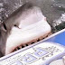 Λευκος καρχαριας επιτεθηκε σε φουσκωτο σκαφος