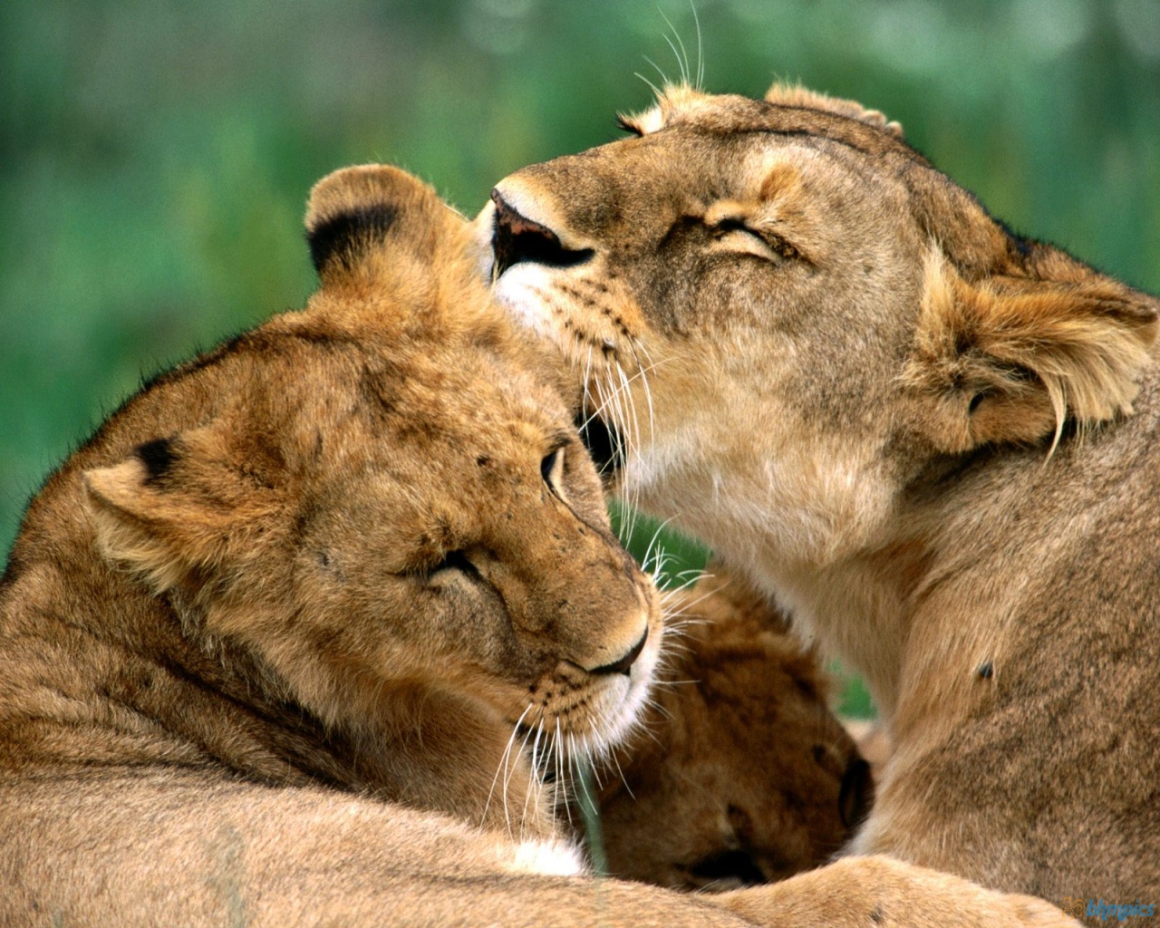 Best Jungle Life African Lions Wallpapers And Pictures