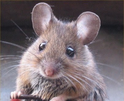 fenomena: tikus berdasi membabi buta