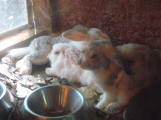 white rabbits white rabbits in Zoobic Safari