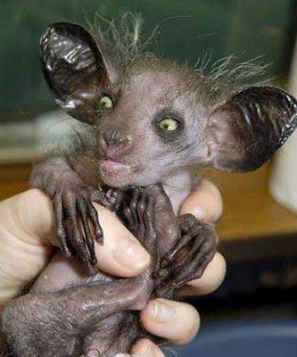 strange weird funny animals looking creatures stuff aye animal ugly ever weirdest species stranger cute bizarre moments labels most
