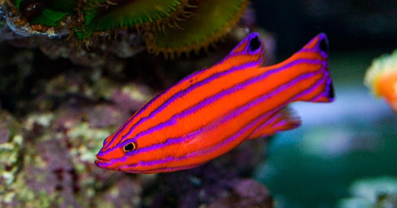 Arti Mimpi Melihat Ikan