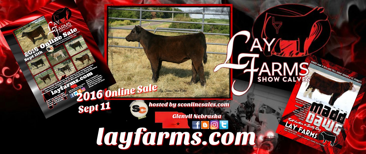 Lay Farms Show Calves