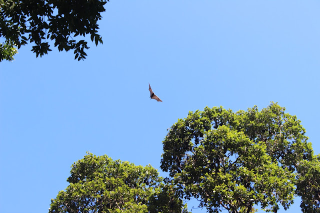 Bat at the Royal Gardens in Siem Reap