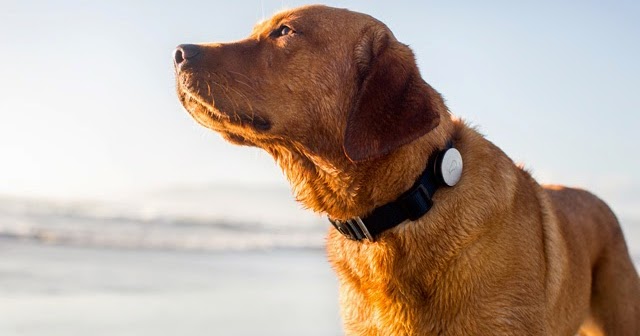 Dog Tracking Device Reviews Uk Dog Tracking Device Reviews Uk