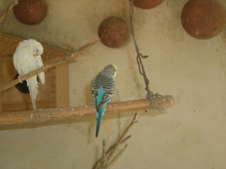 multicolor birds at ZOO ,Bannerghatta National Park