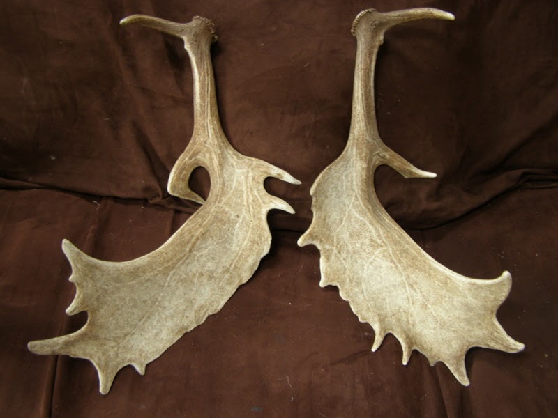 Fallow Deer Reserve Antlers, for sale