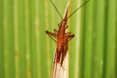 Amazing Species First Discovered in 2011 Seen On www.coolpicturegallery.us Amazing Species First Discovered in 2011 Seen On www.coolpicturegallery.us