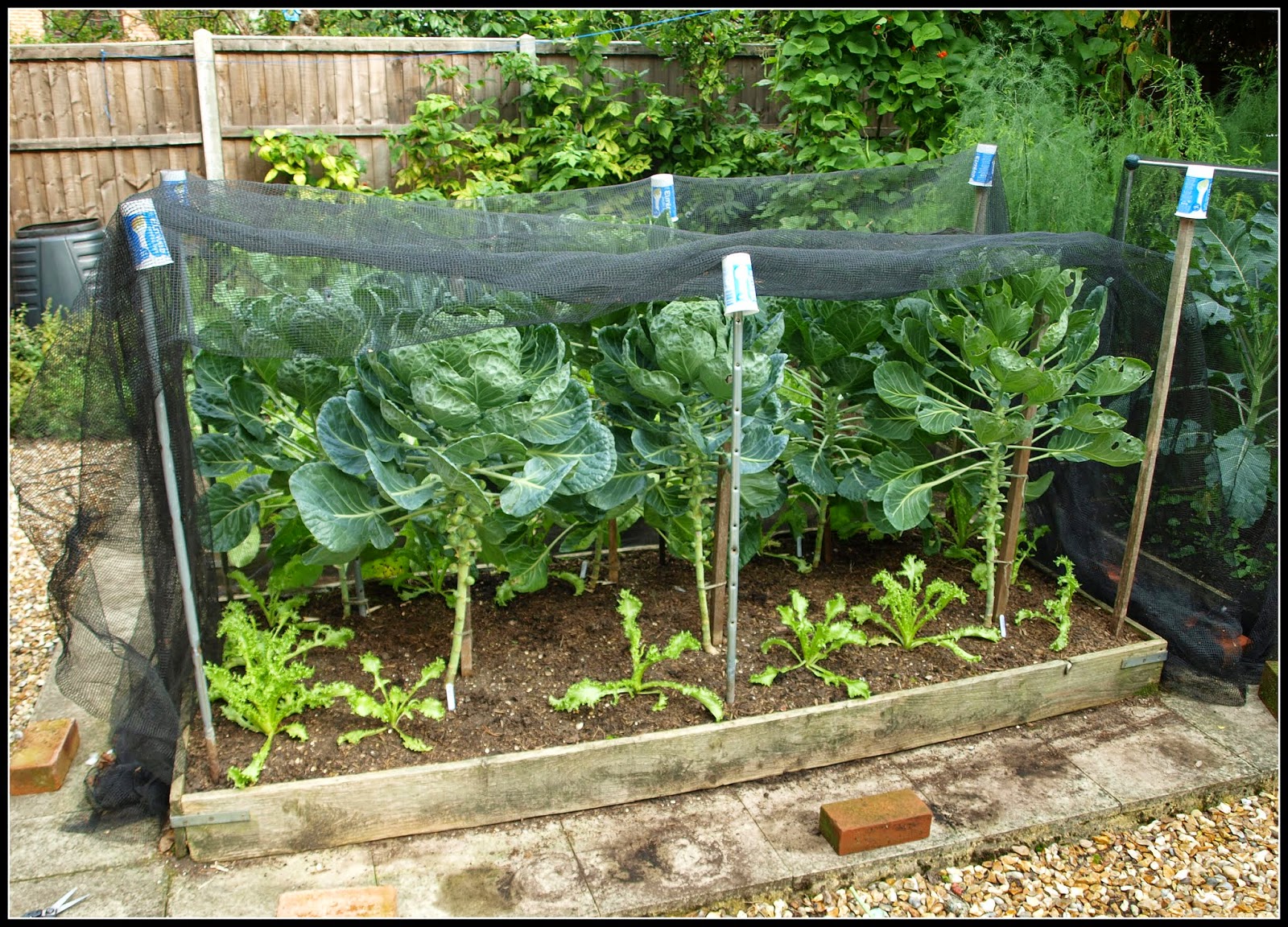 Mark's Veg Plot Brussels Sprouts letting some light in