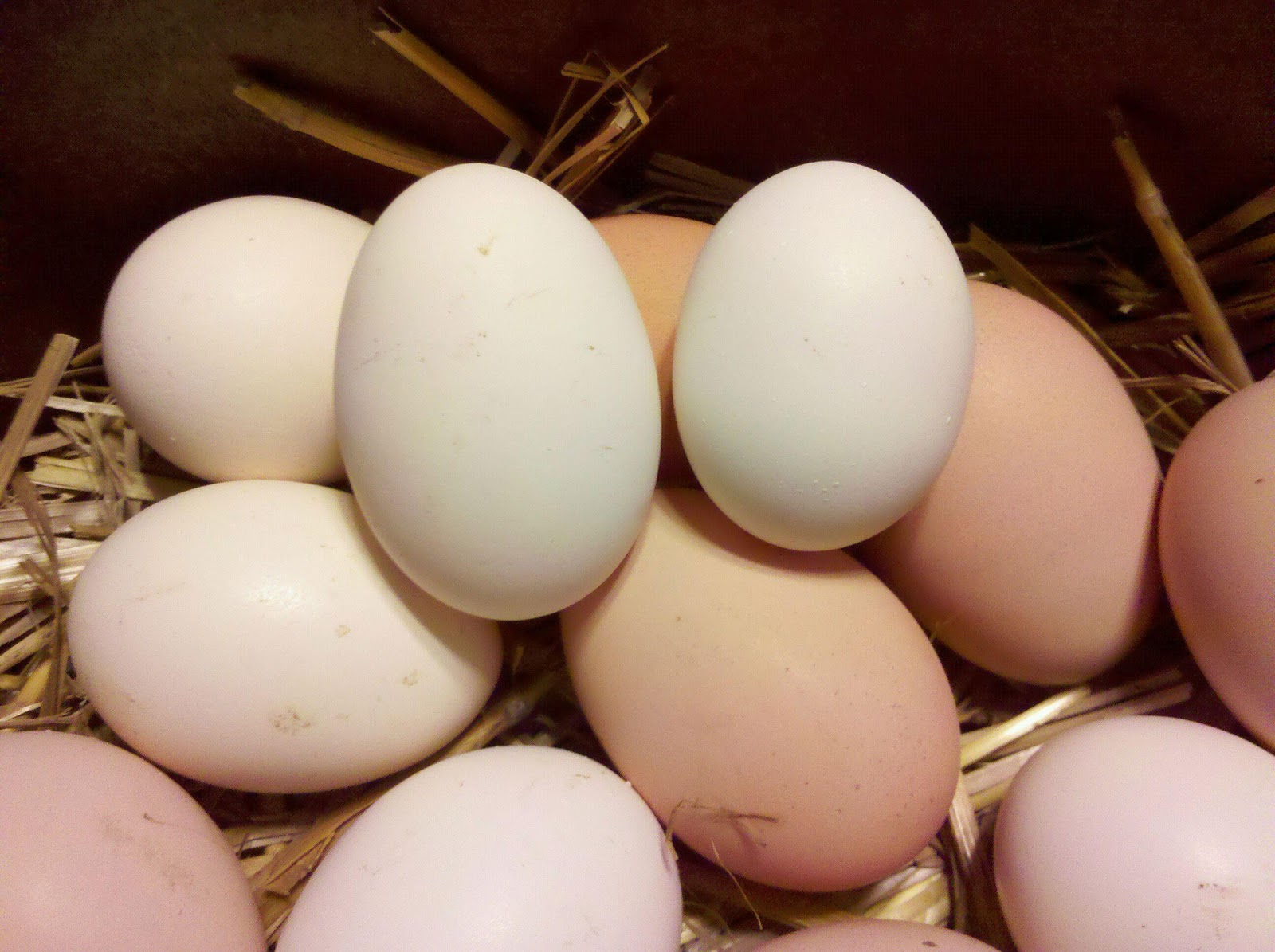 The Babies are Coming! The Chicken Scoop