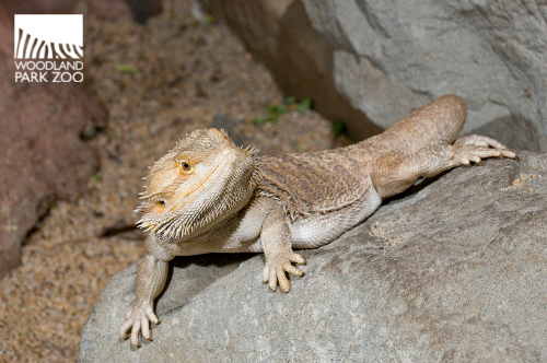 bearded-dragon-body-temperature-1.jpg bearded-dragon-body-temperature-1.jpg