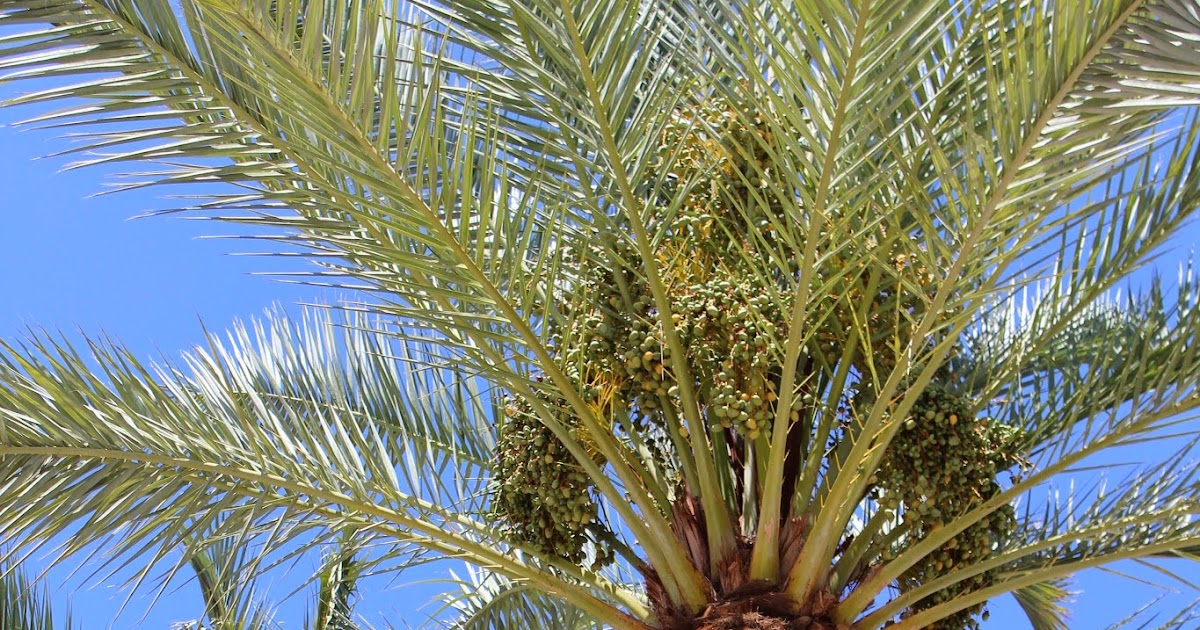 Edible Tropicals How to Grow Date Palms from Seed