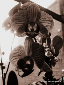 Phalaeonopsis