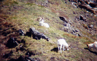 dall+sheep+3.jpg