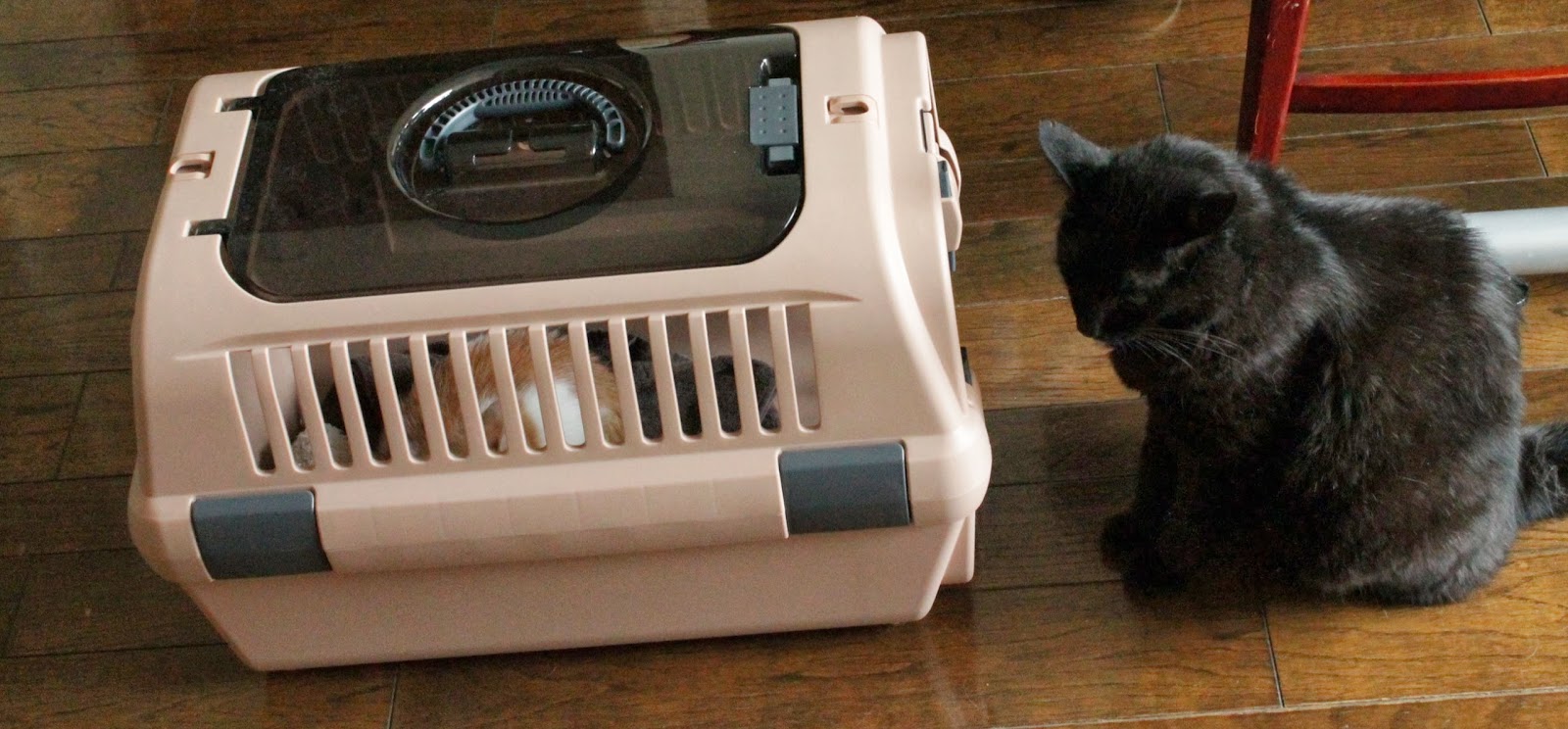 なんりひでこの猫よろず相談 その4 動物病院の選び方