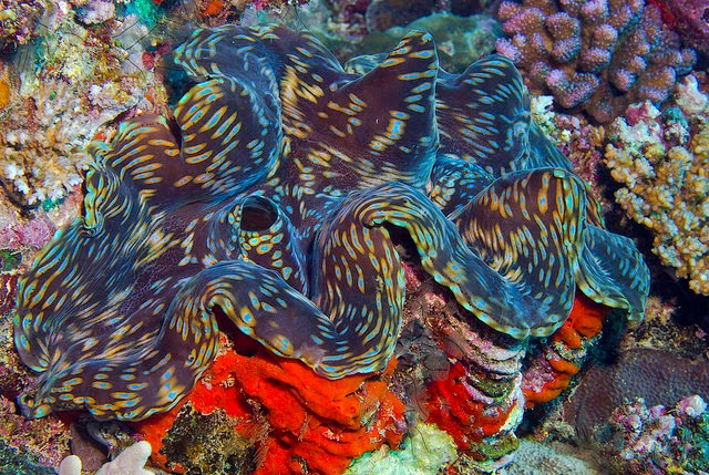 depth and taxa march