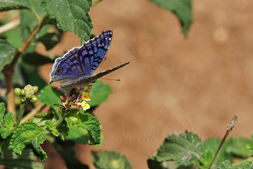 Junonia rhadama