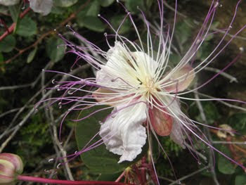 Capparis spinosa (Cappero)