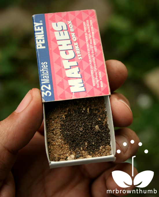 How to Sow Small Seeds MrBrownThumb