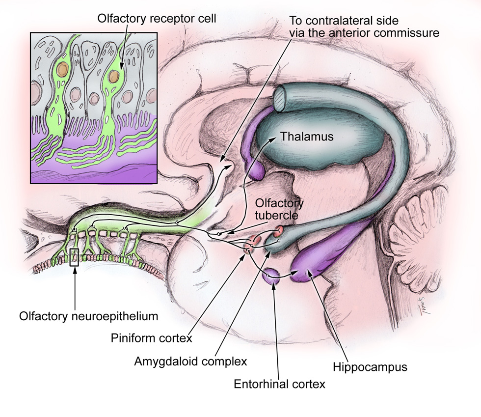 olfactory pathway diagram prairiemary locomotion or olfaction olfactory pathway diagram prairiemary locomotion or olfaction