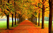 Los colores de otoño. las hojas se caen. otoã±o