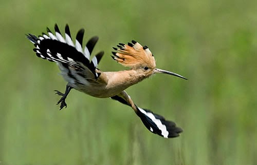 Inilah 6 Jenis Burung Paling langka Di Dunia burung langka