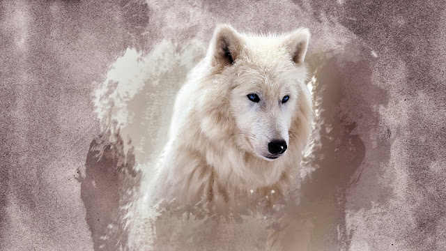 Wallpaper The Wolf