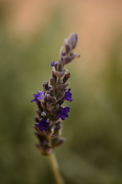 Lavender, Goodwin Creek Gray, Lavandula