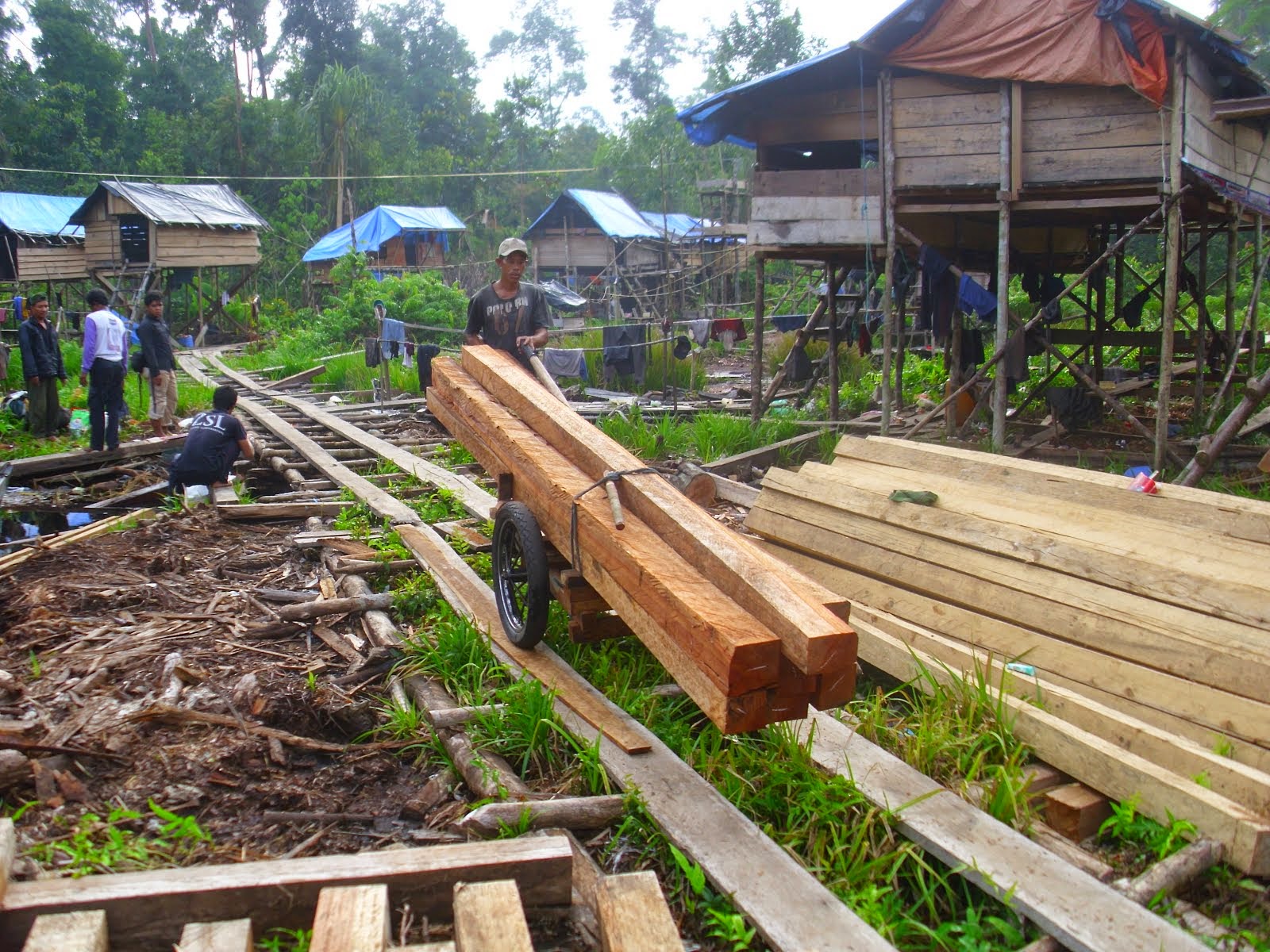 Illegal Logging in pematang raman  Berbak peat land