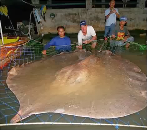 Ikan Air Tawar Malaysia Ikan Pari Sungai