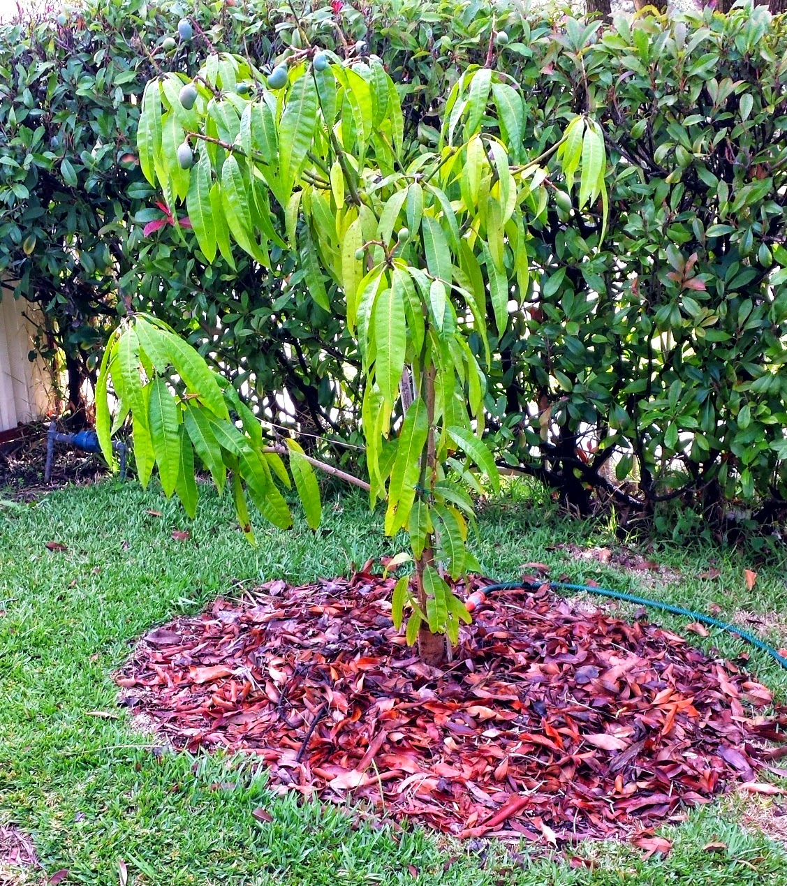 Growing A Mango Tree