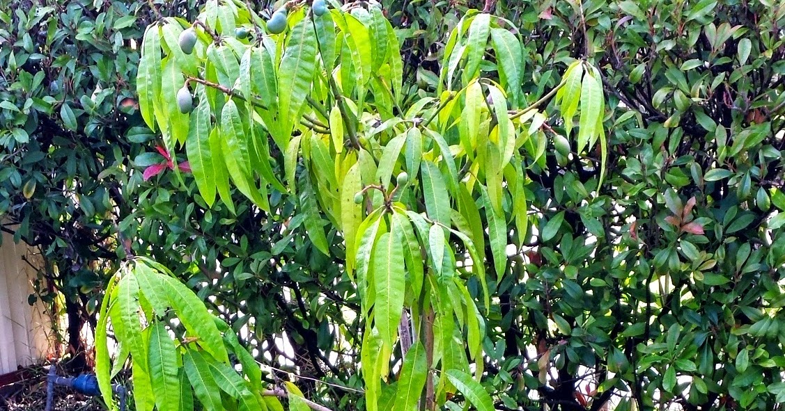 Which Mulch Should You Use Where