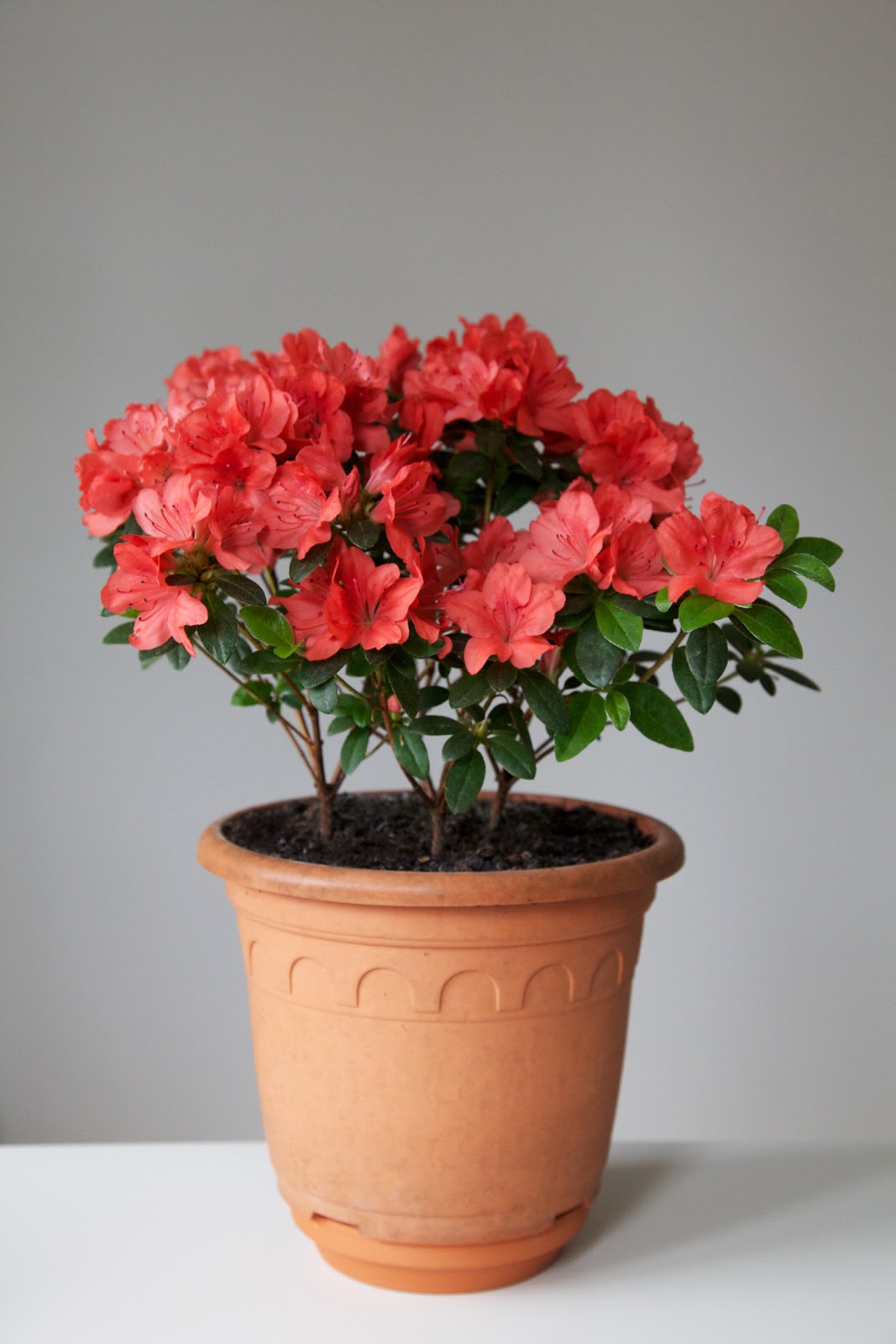 My Gardening Archive Japanese Azalea