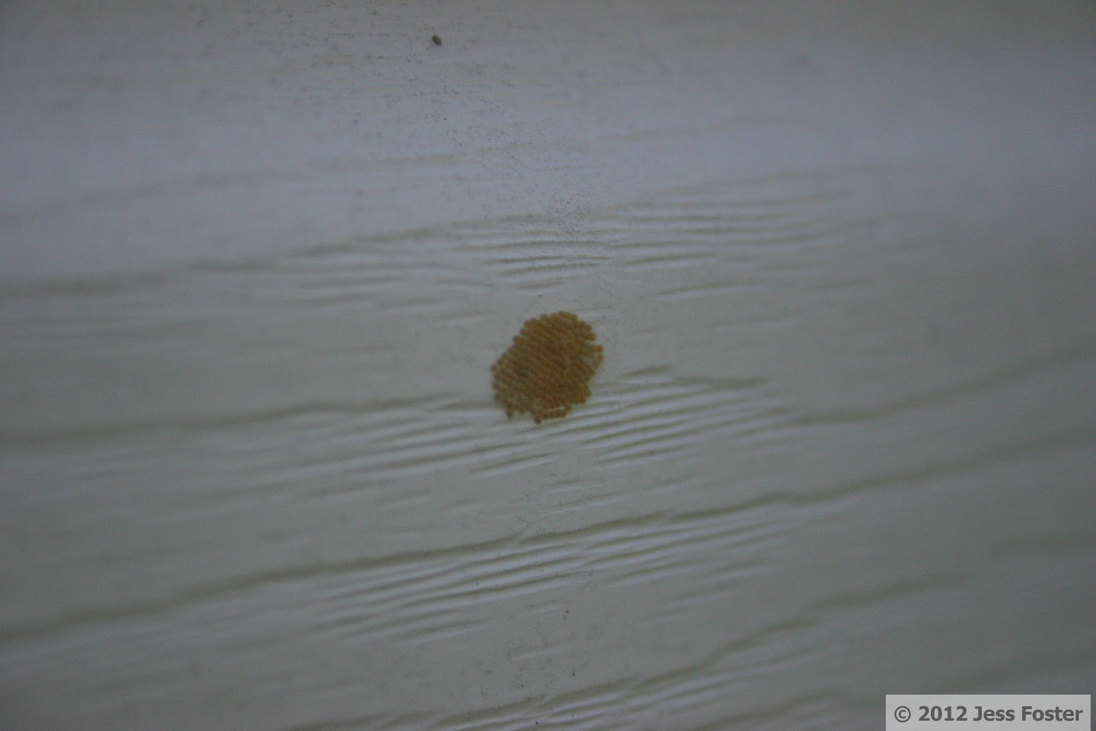 Sluggin' Along Moth Life Cycle