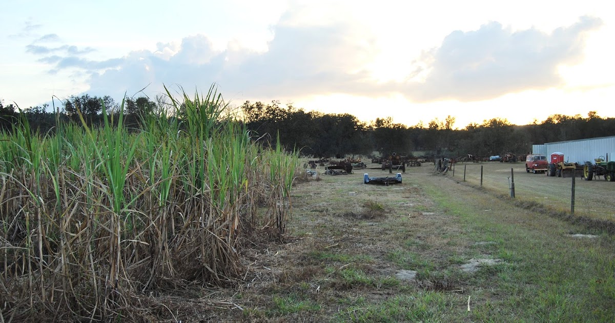 Helen A. Lockey Florida Sugar Cane Syrup Making From Field To Bottle