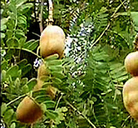 Asam Jawa