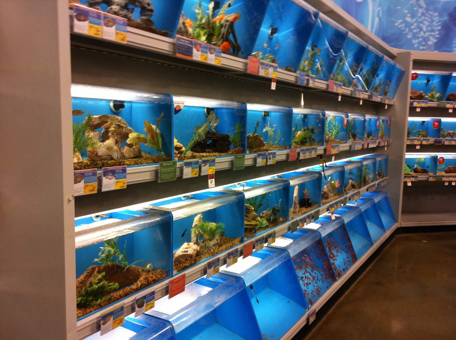Petsmart Fish