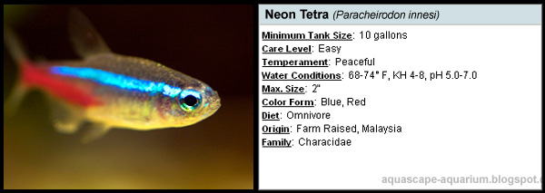 Neon Tetra Paracheirodon innesi